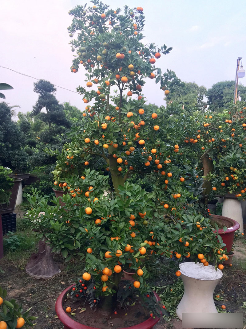 Một cây vàng không mua nổi cây quất trưng Tết tại vỉa hè Sài Gòn